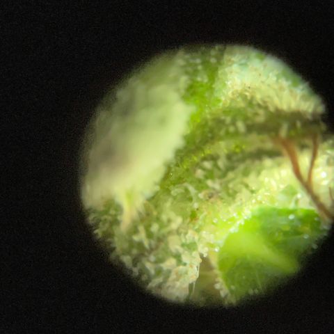 Wedding Cheesecake Auto. (Fastbuds) growlog timeline photo