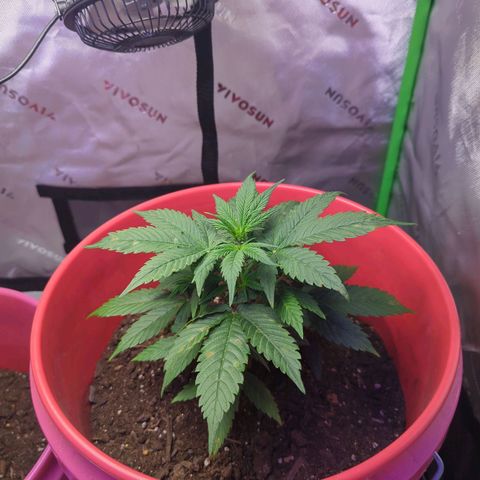 Cookies Gelato Automatic growlog timeline photo
