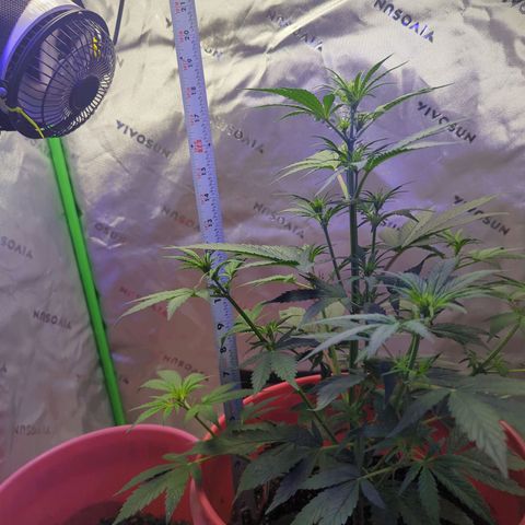 Cookies Gelato Automatic growlog timeline photo