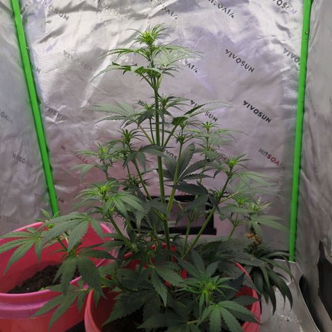 Cookies Gelato Automatic growlog photo: 24 inches tall. Growing an 1.5-3" in a 24hr period