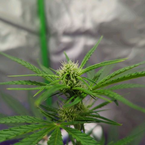 Cookies Gelato Automatic growlog timeline photo