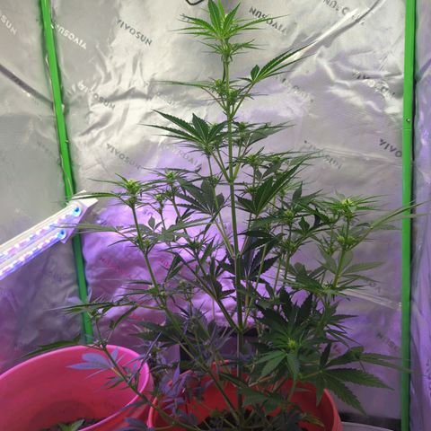 Cookies Gelato Automatic growlog photo: 29 inches tall. Day 11 of flower. Heat at 70°f
