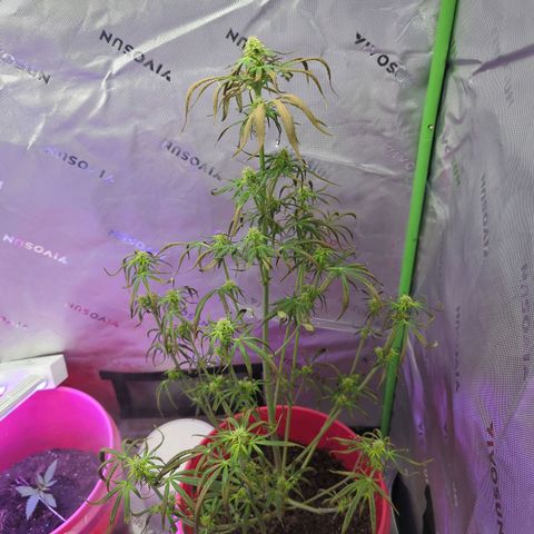 Cookies Gelato Automatic growlog photo: Heat stressed yesterday. Looks promising today it'll bounce back. Heater didn't shut off