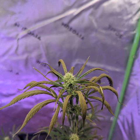 Cookies Gelato Automatic growlog timeline photo