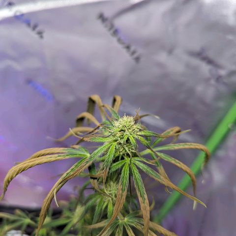 Cookies Gelato Automatic growlog timeline photo