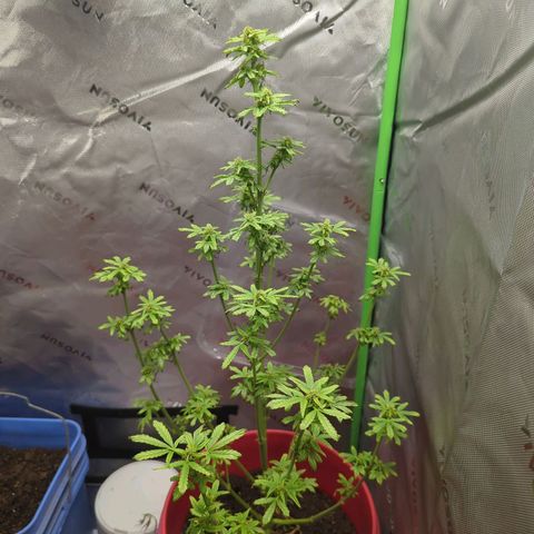 Cookies Gelato Automatic growlog photo: Looking pretty grim. Leaves got smaller 