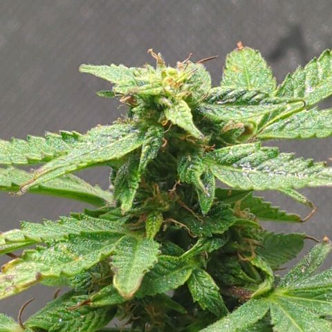 Cookies Gelato Automatic growlog photo: Making a comeback with the teich production. Starting to get the skunky smell. I suspect another couple weeks till harvest. Heat stress delayed the process 