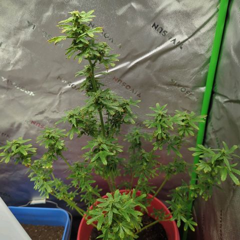 Cookies Gelato Automatic growlog timeline photo