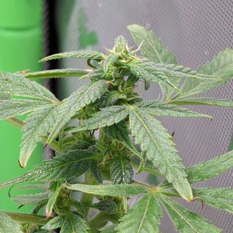 Cookies Gelato Automatic growlog timeline photo