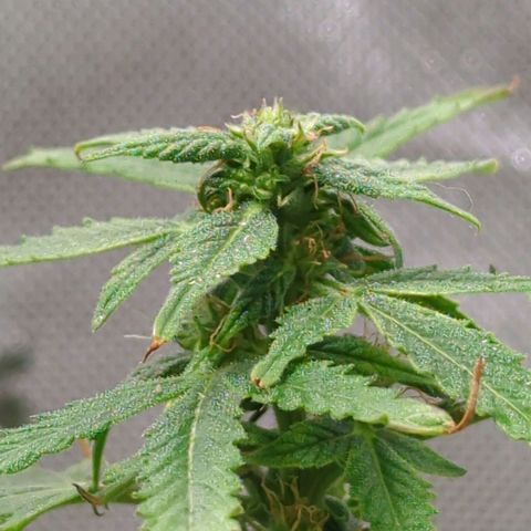 Cookies Gelato Automatic growlog timeline photo