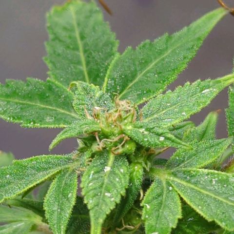 Cookies Gelato Automatic growlog timeline photo