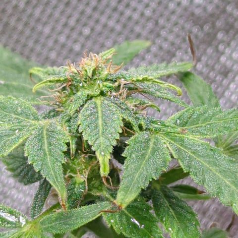 Cookies Gelato Automatic growlog timeline photo