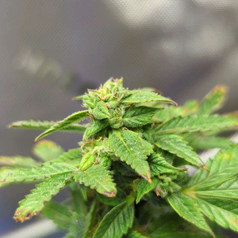 Cookies Gelato Automatic growlog timeline photo