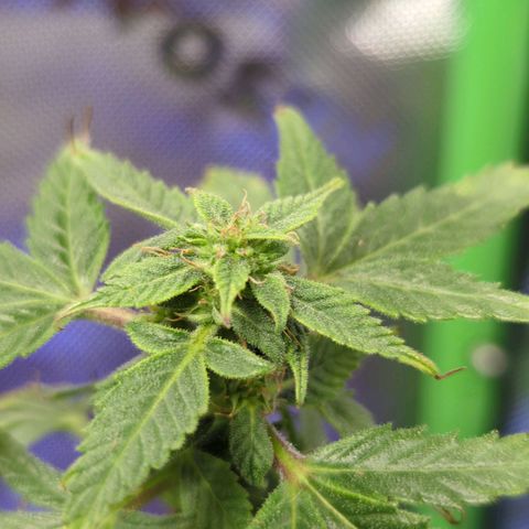 Cookies Gelato Automatic growlog timeline photo