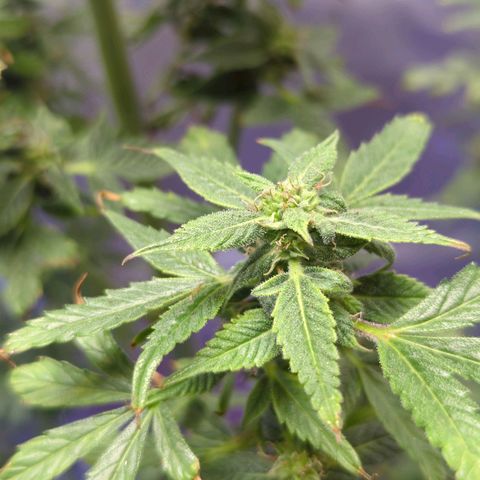 Cookies Gelato Automatic growlog timeline photo