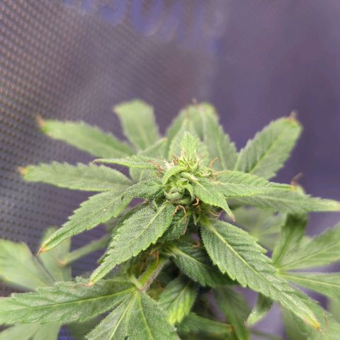 Cookies Gelato Automatic growlog timeline photo