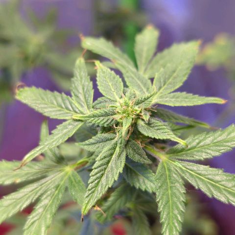 Cookies Gelato Automatic growlog timeline photo