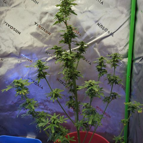 Cookies Gelato Automatic growlog timeline photo