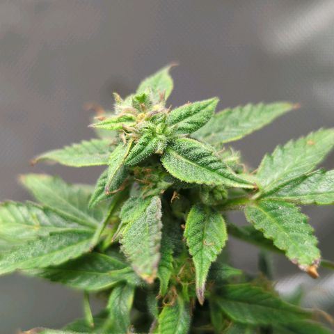 Cookies Gelato Automatic growlog timeline photo