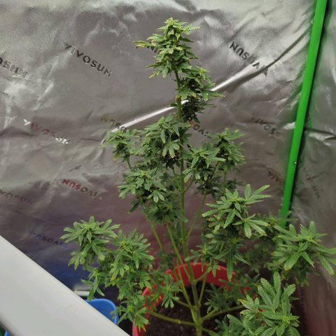 Cookies Gelato Automatic growlog timeline photo