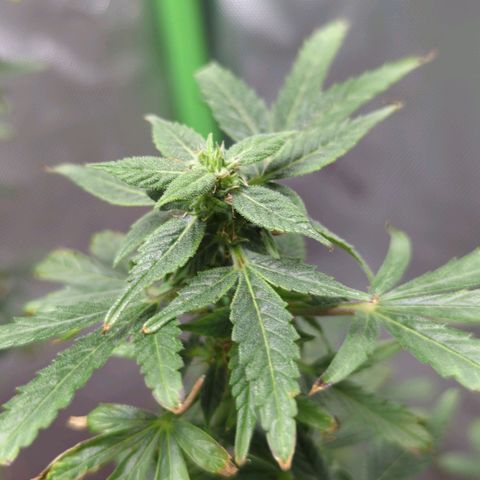 Cookies Gelato Automatic growlog timeline photo
