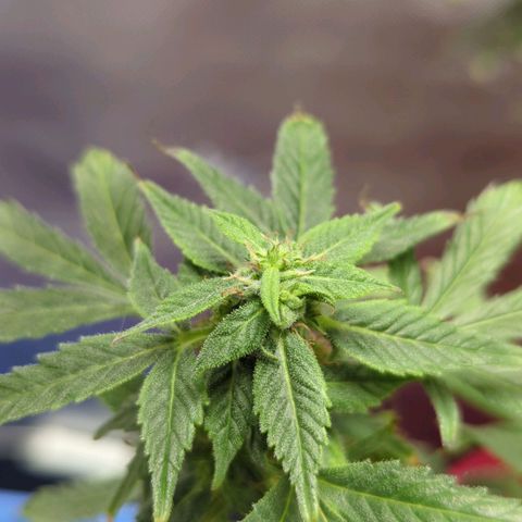 Cookies Gelato Automatic growlog timeline photo