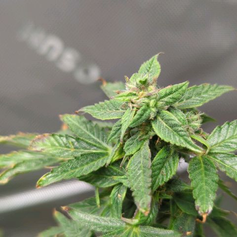 Cookies Gelato Automatic growlog timeline photo