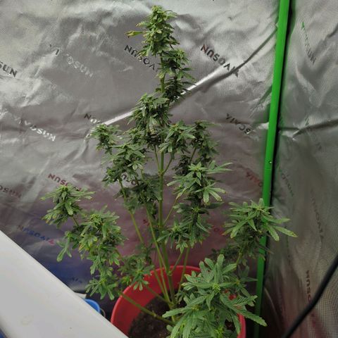 Cookies Gelato Automatic growlog timeline photo