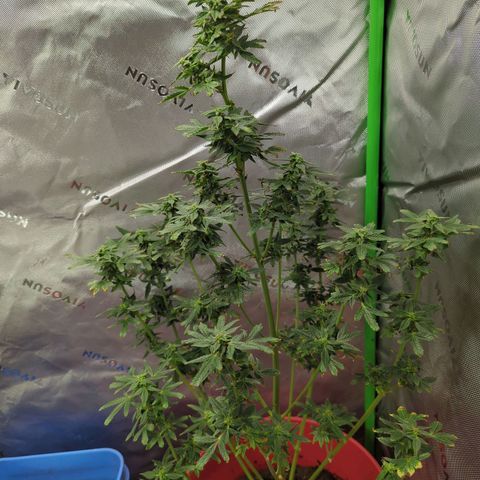 Cookies Gelato Automatic growlog timeline photo