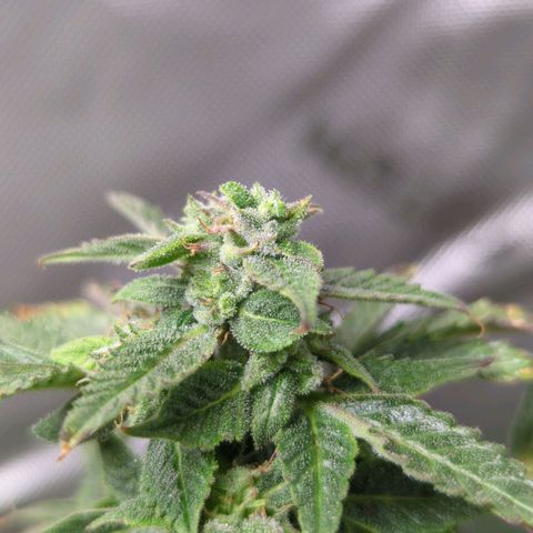 Cookies Gelato Automatic growlog timeline photo