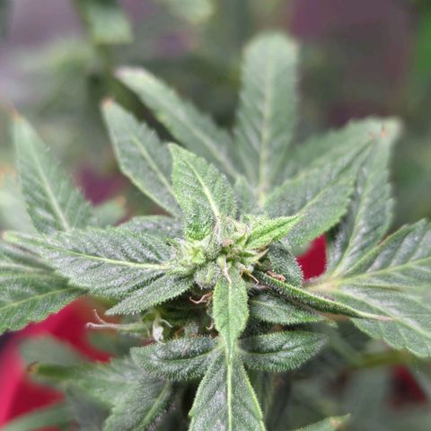 Cookies Gelato Automatic growlog timeline photo