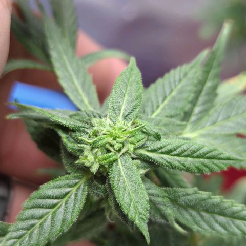 Cookies Gelato Automatic growlog timeline photo