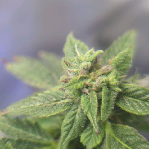 Cookies Gelato Automatic growlog timeline photo