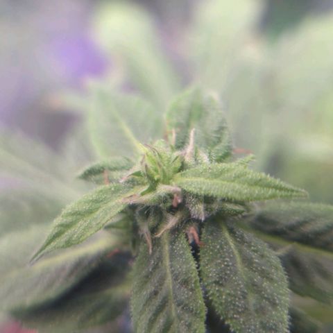 Cookies Gelato Automatic growlog timeline photo