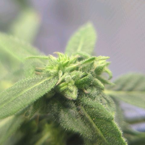 Cookies Gelato Automatic growlog timeline photo