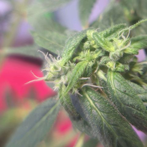 Cookies Gelato Automatic growlog timeline photo