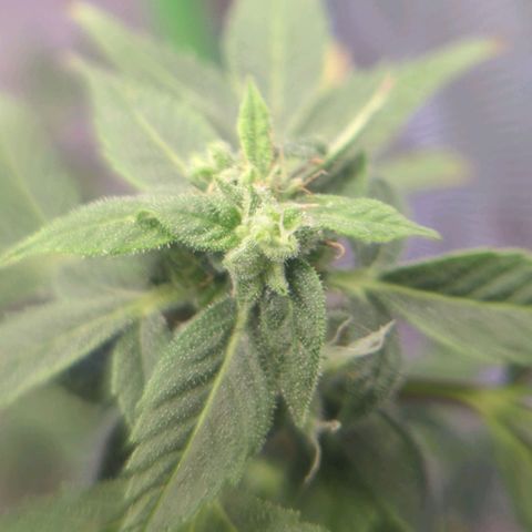 Cookies Gelato Automatic growlog timeline photo