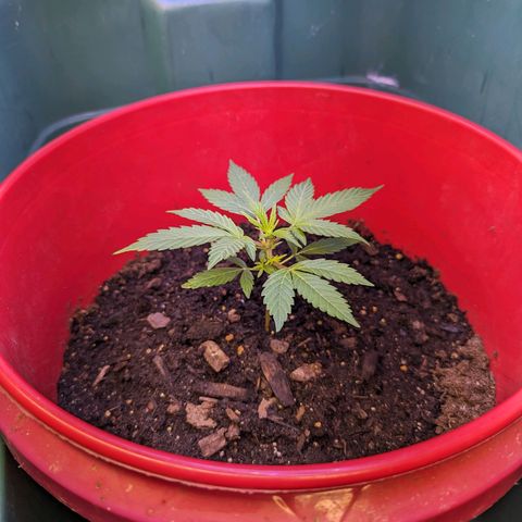 Cookies Gelato Automatic growlog timeline photo