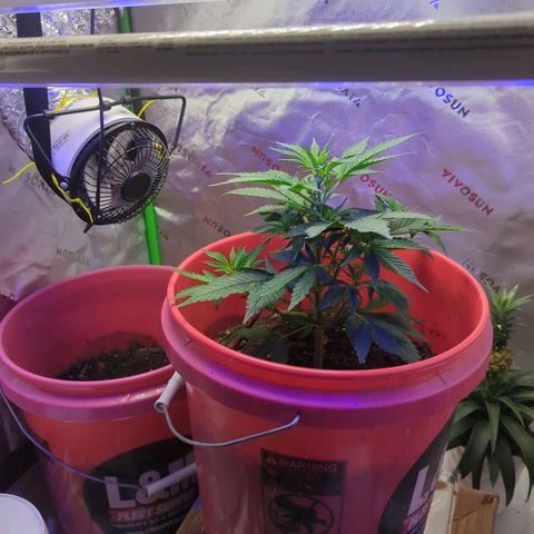 Cookies Gelato Automatic growlog timeline photo