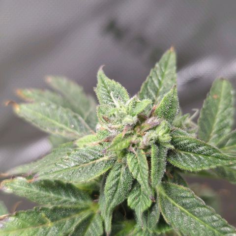 Cookies Gelato Automatic growlog timeline photo