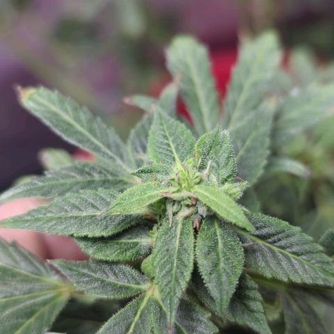 Cookies Gelato Automatic growlog timeline photo