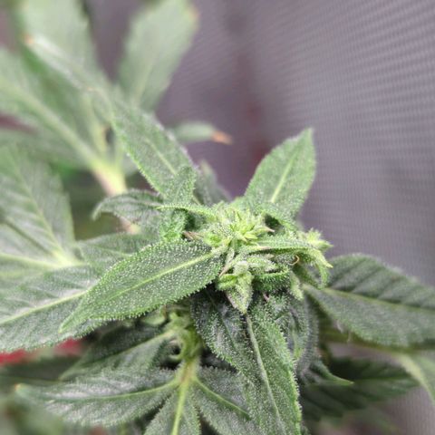 Cookies Gelato Automatic growlog timeline photo