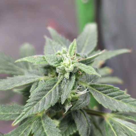 Cookies Gelato Automatic growlog timeline photo