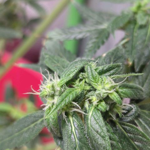 Cookies Gelato Automatic growlog timeline photo