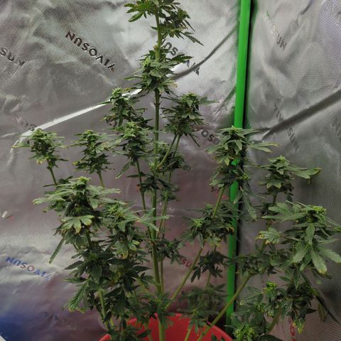 Cookies Gelato Automatic growlog timeline photo