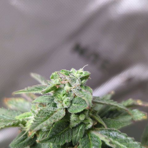 Cookies Gelato Automatic growlog timeline photo