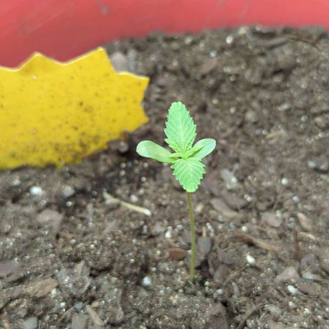 AMG #1 growlog timeline photo