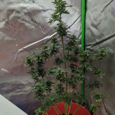 Cookies Gelato Automatic growlog timeline photo