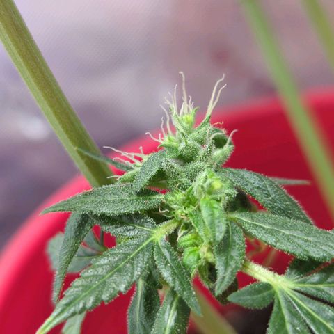 Cookies Gelato Automatic growlog timeline photo