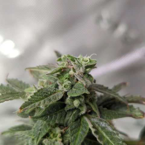 Cookies Gelato Automatic growlog timeline photo